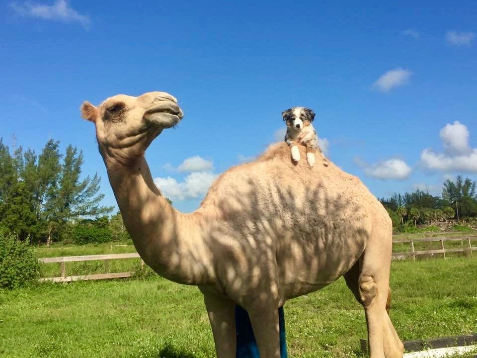 About Us – Camel Life